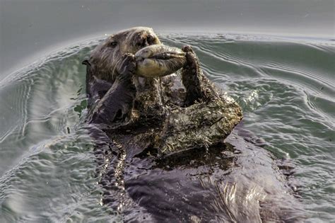Smithsonian Insider Tool Use By Sea Otters Has Little To Do With
