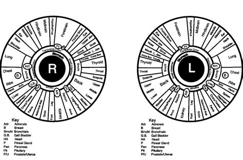 Bernard Jensen Iridology Chart Heres A Quick Way To Get It Iriscope