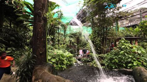 The kuala lumpur bird park, located adjacent to the lake gardens and the kl bird park, is one of the largest butterfly parks in the world. Butterfly Park Kuala Lumpur - Top 10 Around - YouTube