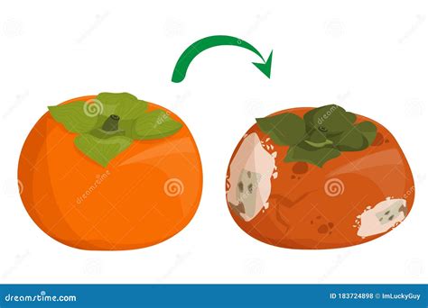 Bad Rotten Orange Food Waste Vector Isolated Citrus Fruit Rot Royalty