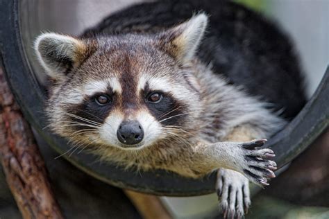 28 Cute Raccoon Pics You Need In Your Life Reader’s Digest