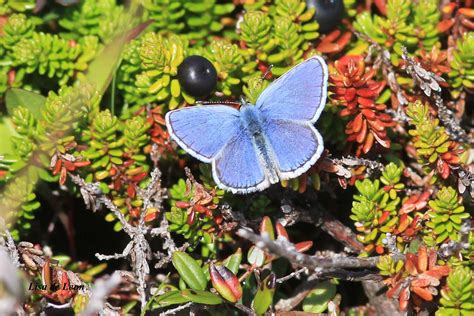 Birding With Lisa De Leon Northern Blue Butterfly