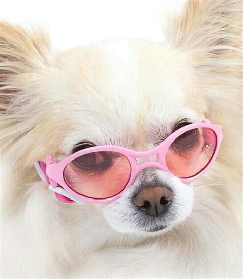 Im Looking So Cool In My Pink Shades Wouldnt You Like To Have Some