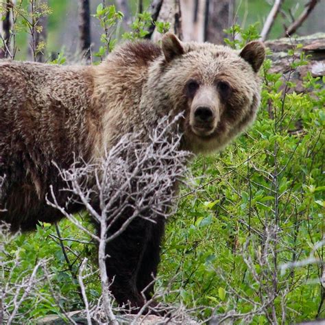 Great Bear Health PLLC | Kalispell MT