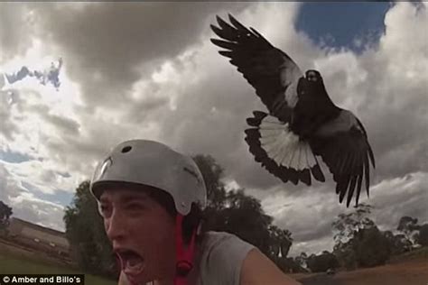 Mature magpies have dull red eyes, in contrast to the yellow eyes of magpie attacks can cause injuries, typically wounds to the head.103 being unexpectedly swooped while cycling can result in. Amber Wheatland from Star FM has made a video of herself ...