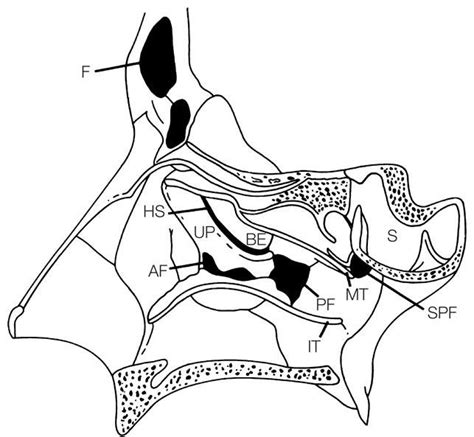 Anatomical Location Of Anterior And Posterior Fontanels F Frontal