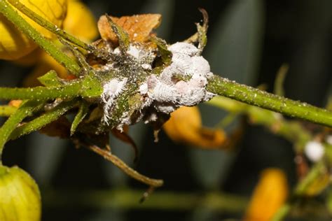 Ways To Get Rid Of Mealybugs On Plants Happysprout