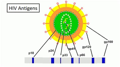 Hiv Western Blot Test A Comprehensive Guide Helal Medical