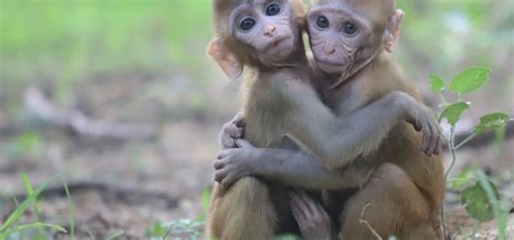 Orphaned Baby Monkeys Heal Through Friendship At Wildlife Sos