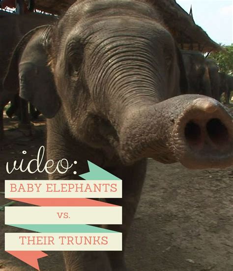 Watch Baby Elephants Vs Their Trunks Elephant Baby Elephant