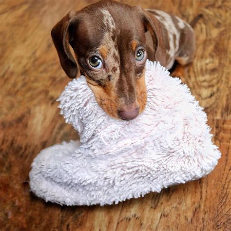 Cute dapple dachshund puppy ? | Dachshund puppy miniature, Dapple dachshund puppy, Dapple dachshund