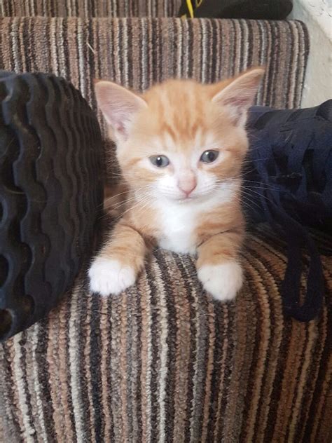 Kittens For Sale 2 Male Ginger And White 1 Female
