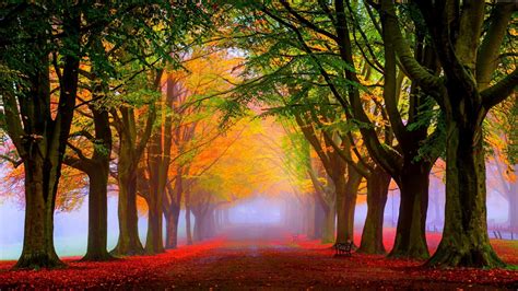 Path With Red Autumn Fallen Leaves Between Colorful Trees In Park 4k Hd