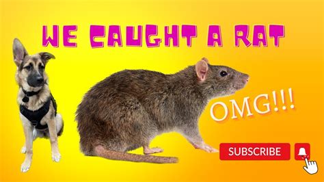 We Caught A Rat 🐀 Moosealmighty Youtube