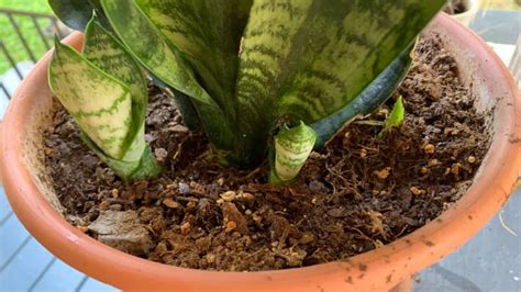 How To Grow Snake Plant New Shoot And Propagation By Pups Garden