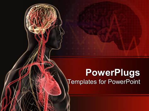 Powerpoint Template Human Body Anatomy With Brain Blood Vessels Heart With Red Ekg Brain