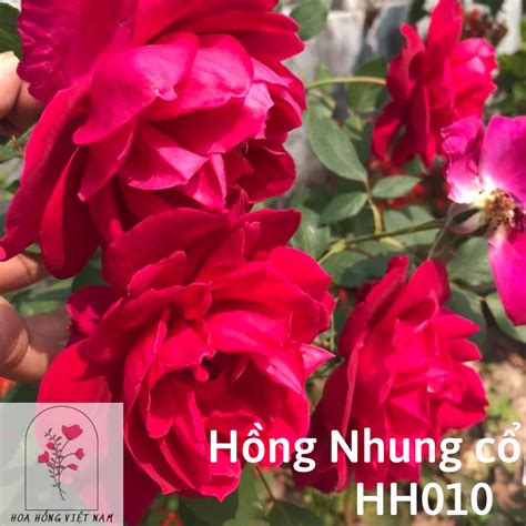 Hoa Hồng Nhung Cổ Hh010 Hoa Hồng Việt Nam