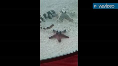 It is also referred to as the brownbanded there may be large, muted brown spots between the stripes when the fish gets larger.the black banded shark, or cat shark, will grow to nearly three. Coral Banded Cat Shark pup Playing with some starfish ...