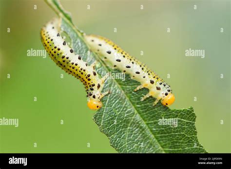 Extreme Nahaufnahme Von Zwei Späten Instarlarven Der Erythhrina Motten Agathodes Designalis