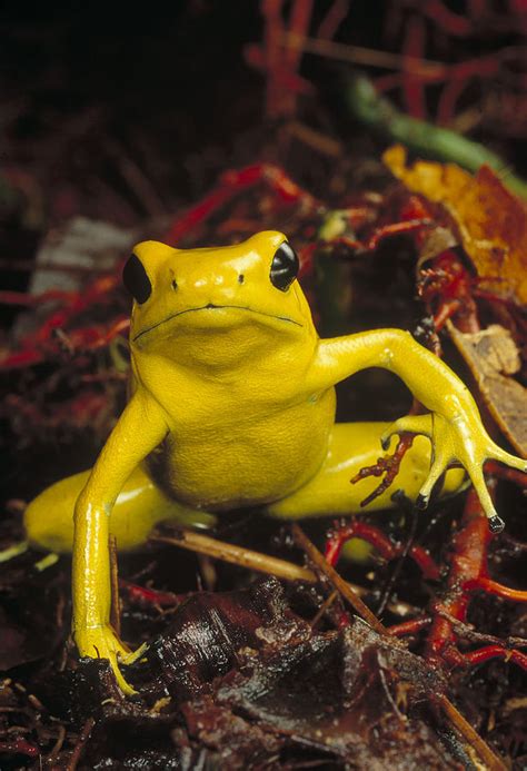 Golden Poison Dart Frog Facts And Pictures
