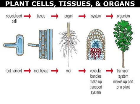 Maybe you would like to learn more about one of these? 07 plant cells, tissues and organs