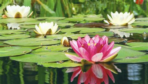 What Is Needed To Kill Lily Pads In Fish Ponds Garden Guides