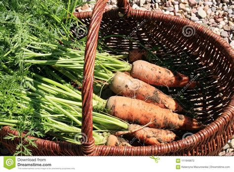 Organic Carrot From Rural Permaculture Stock Photo Image Of Harvest