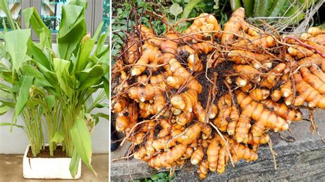 How I Grow Turmeric At Home Growing Turmeric In Pots Easy For