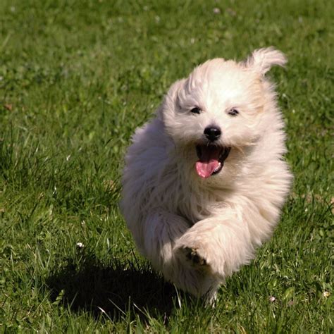 Get Ready For Spring With These Coton De Tulear Puppy Pictures Dogster