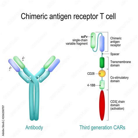Chimeric Antigen Receptor T Cell And Antibody Molecule Ige And Car