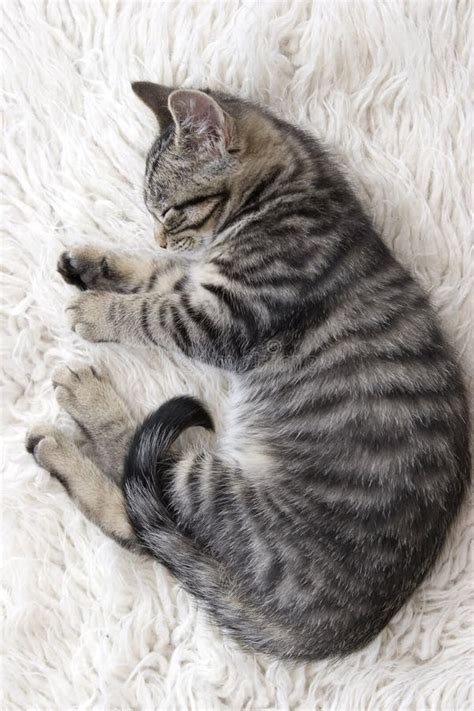 Sleeping Kitten Stock Image Image Of Sweet Sleep Sleeping 6451153