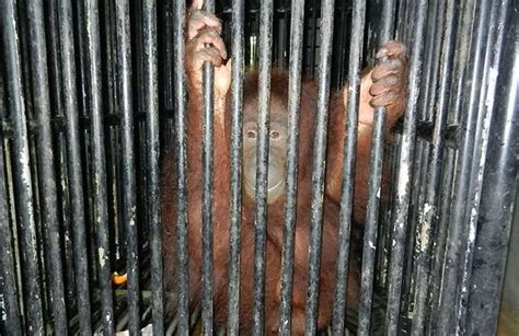 Orangutans Locked Up In Tiny Cages At Malaysian Zoo Mirror Online