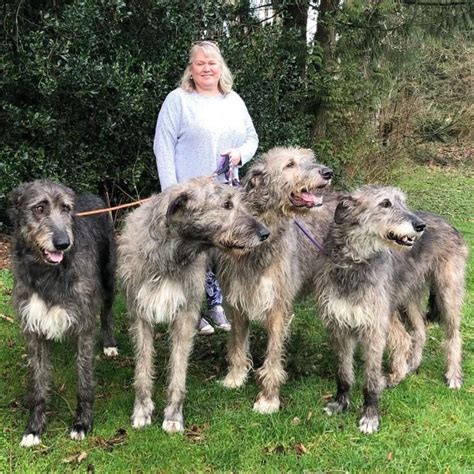22 Photos Of Irish Wolfhounds Prove They Are Just Gentle Giants Irish