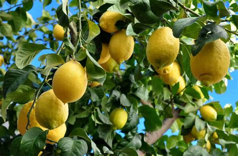 What Are The Different Types Of Lemon Varieties Healy Shots