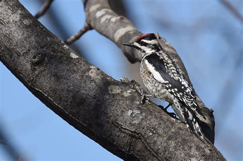 12 Birds That Look Like Woodpeckers Sonoma Birding