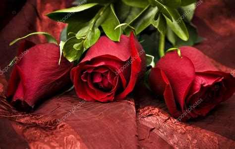 Long Stem Red Roses — Stock Photo © Stephaniefrey 2642215