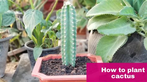 How To Plant Cactus From Cutting Youtube