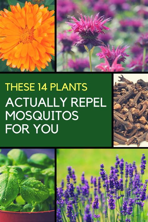 Mosquito Repellent Plants - 14 Plants That Keep Them Away