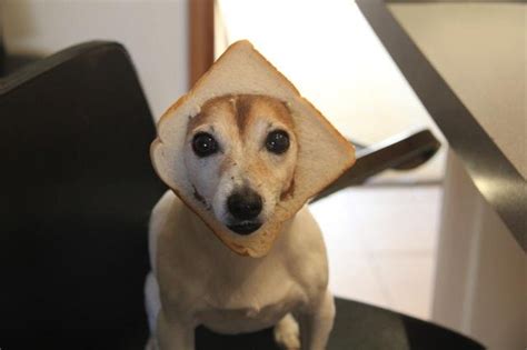 In-Bread-dog[1] - In Bread Cats