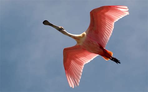 Roseate Spoonbill Flying Spread Wings Lovely Pink Feathers Wallpaper Hd