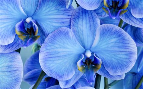 Download Wallpapers Blue Orchids Background With Orchids Beautiful