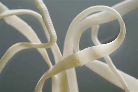 Caption Visible In This 1 1 2 Ratio View Of A Preserved Tapeworm Individual Reproductive