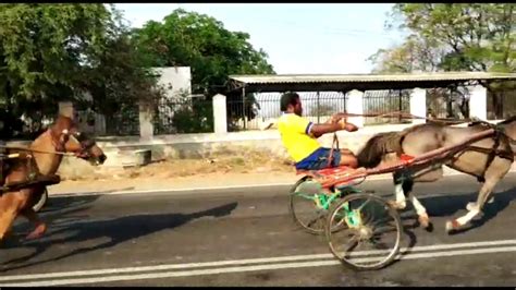 New Karur Horse Cart Race 2019 Horse Video Watch It Youtube