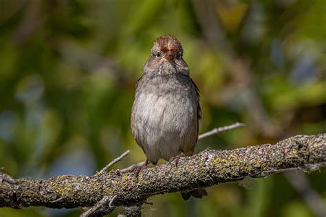 Immature White Crowned Sparrow Nancy Flickr