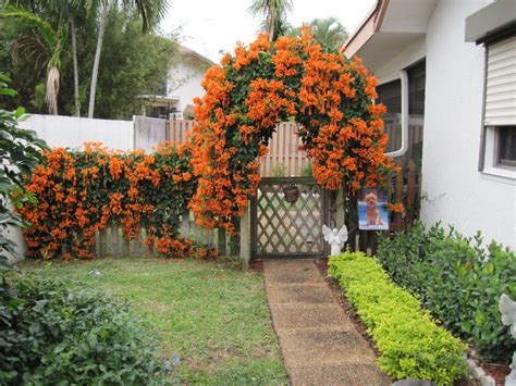 In south florida, our seasons do not seem to cooperate and follow the calendar. 17 Best images about Vines for fence on Pinterest | Arbors ...