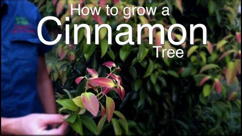 How To Grow A Cinnamon Tree Youtube