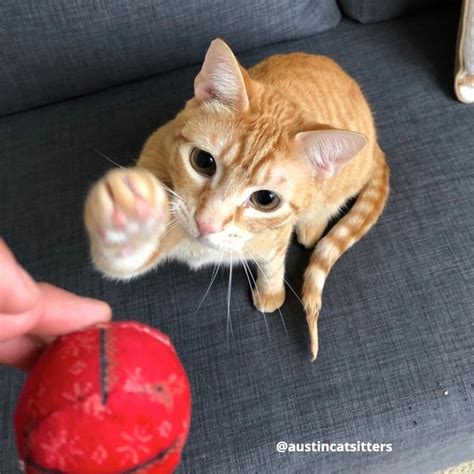 They really care about cats and their. austin cat sitters is the city's only cat focused pet sitting service. pics-austincatsitters - POP Cats™ - Cat, Pop and Art ...