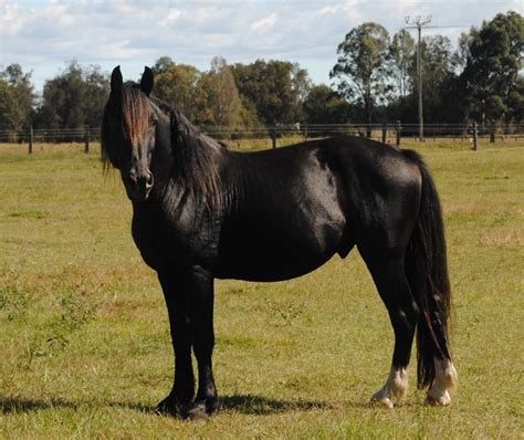 Waler Horse Breed Information History And Development Videos Pictures