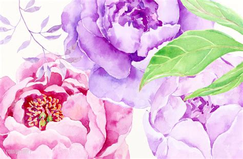 Watercolor Clip Art Purple Peony By Cornercroft