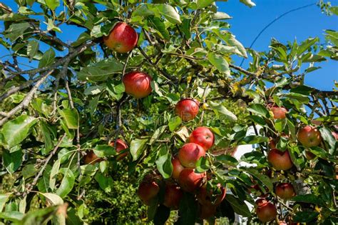Appel Tree In The Garden Stock Photo Image Of Harvest 130056754